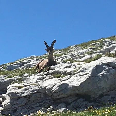 L'ecrin Du Vercors Apartment Villard-de-Lans